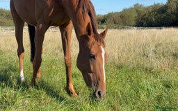 Irish Thoroughbred horses for sale: Fairy - Image 2