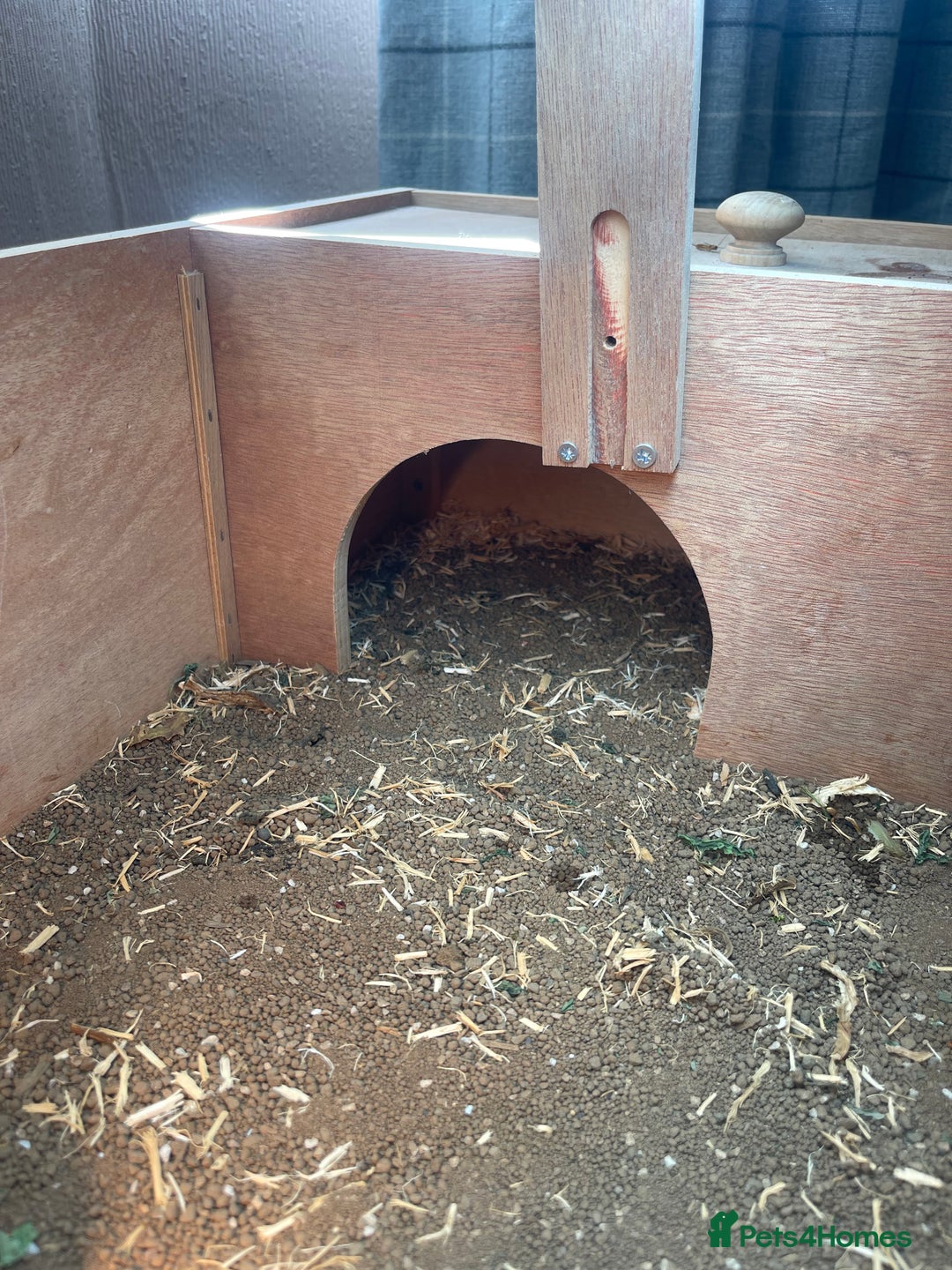 Hermann Tortoise reptiles for sale: Hermann Tortoise  - Image 4