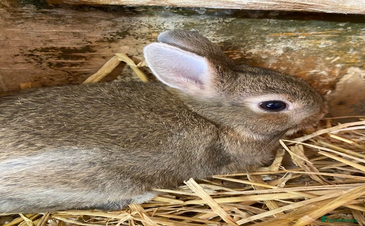 English Lop rabbits - Advert 1