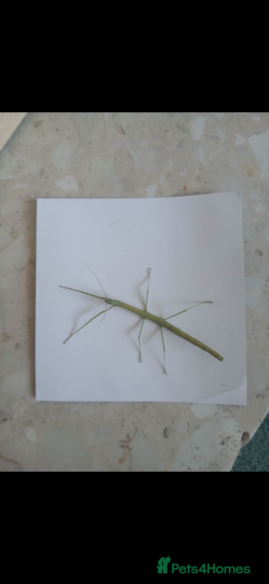 Stick Insects invertebrates Indian stick insects for sale  - Advert 4