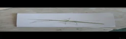 Stick Insects invertebrates for sale: Indian stick insects for sale  - Advert 1