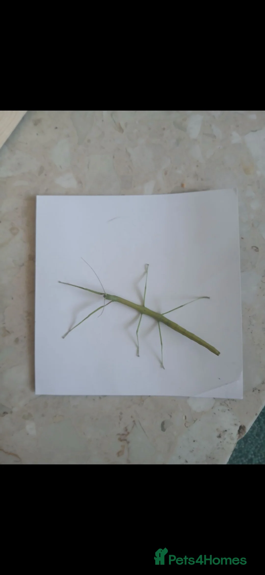 Stick Insects invertebrates for sale: Indian stick insects for sale  - Advert 1