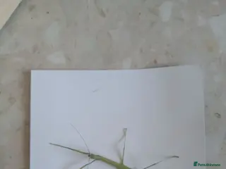 Stick Insects invertebrates Indian stick insects for sale - Advert 4