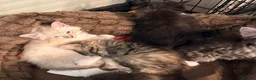 Ragdoll cats for sale: 3/4 Ragdoll Kittens - all long haired beauties  - Advert 17