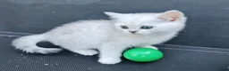 British Shorthair cats for sale: BRITISH SHORTHAIR KITTEN BLUE EYES  - Advert 12