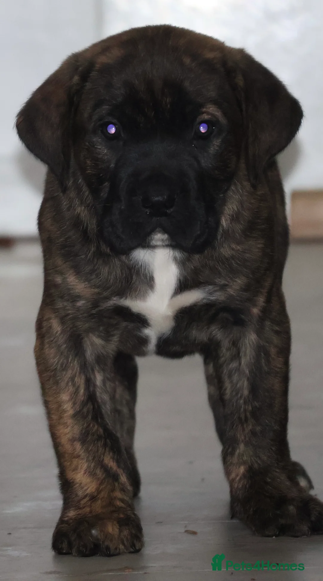 Presa Canario dogs for sale: Presa Canario puppies - Advert 5
