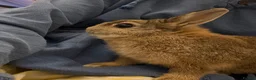 Netherland Dwarf rabbits for sale: Netherland boy rabbit for sale - Advert 8
