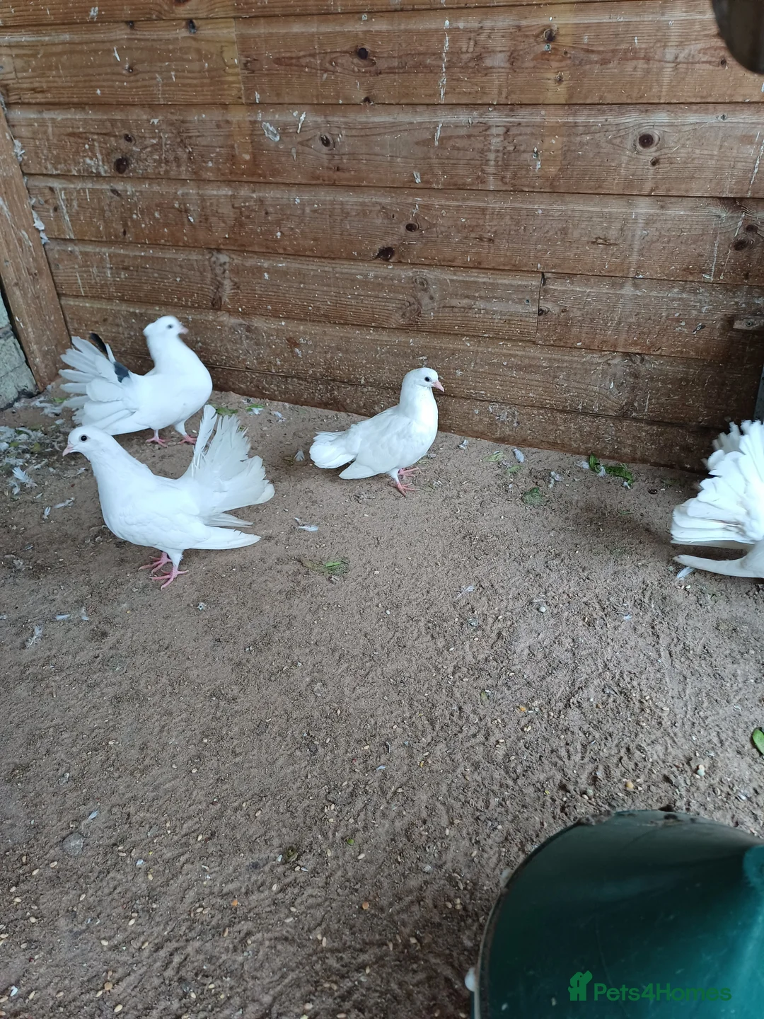 Doves birds for sale: young white fantailed doves - Advert 4