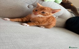 British Shorthair cats for sale: 4 kittens for sale - Image 4