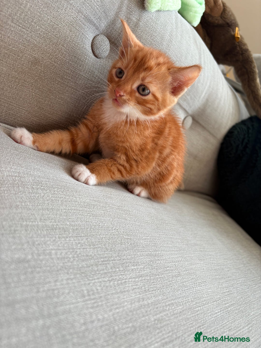 British Shorthair cats for sale: 4 kittens for sale - Image 4