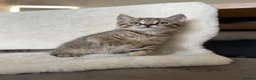 Mixed Breed cats for sale: Cute kittens - Advert 26