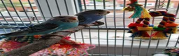 Budgerigars birds for sale: Baby Budgies - Ready for their forever home - Advert 7