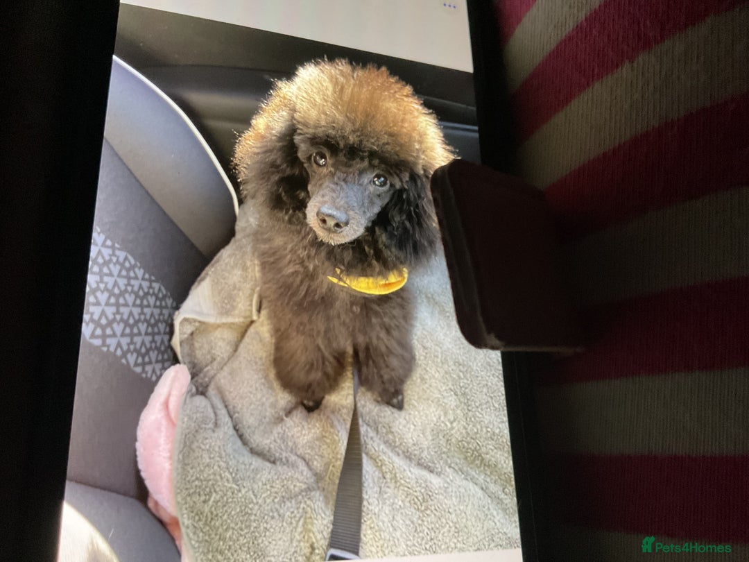 Toy Poodle dogs for sale: Toy poodle - Image 1
