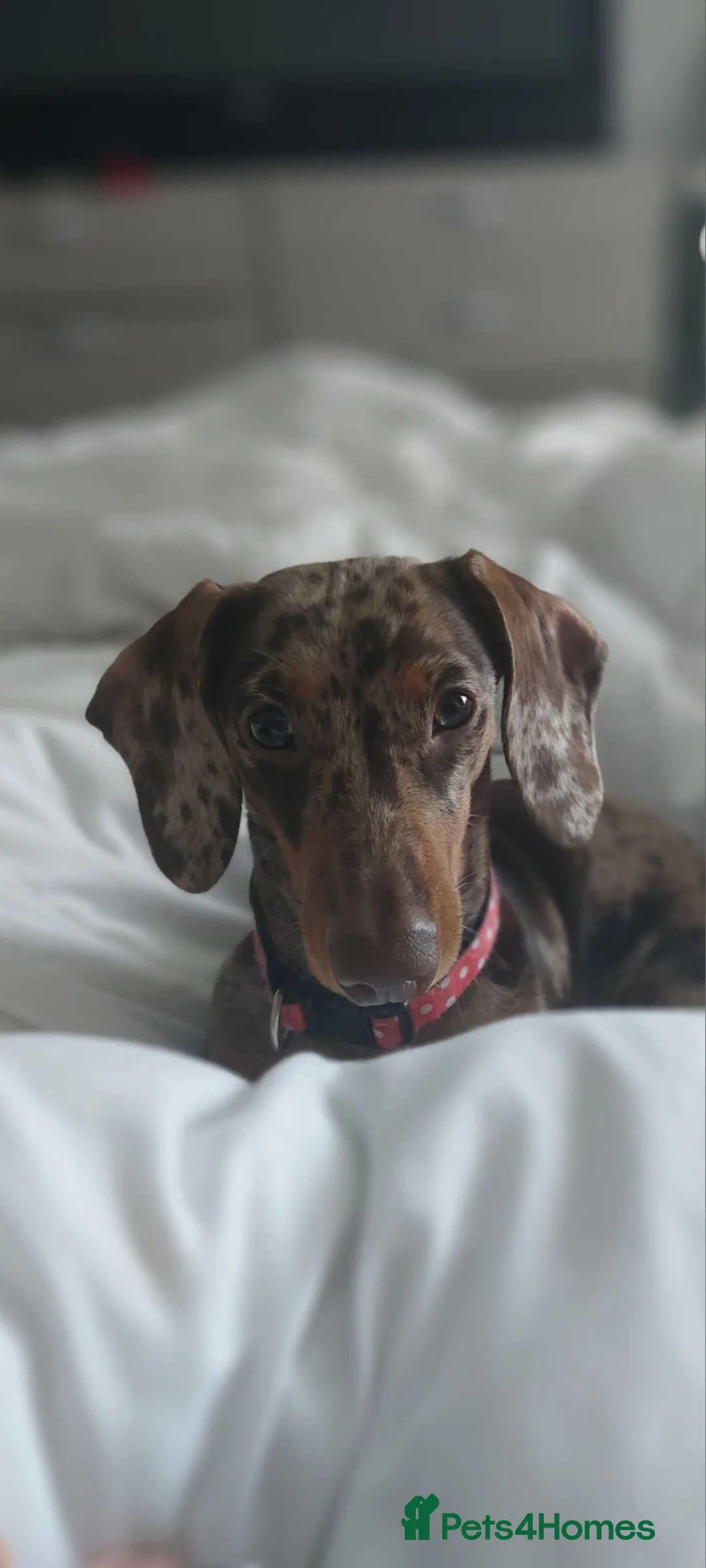 Miniature Dachshund dogs for sale: 3 BLACK AND TAN FEMALES  - Advert 1