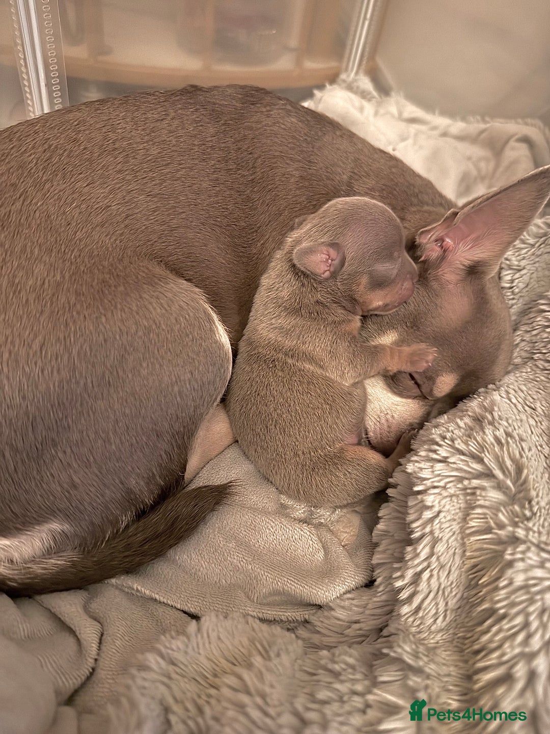 Chihuahua dogs for sale: LILAC GREY EYED CHIHUAHUA BOY - Advert 6