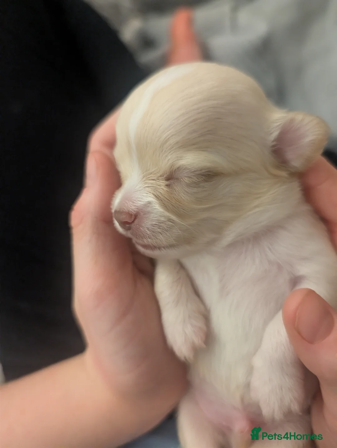 Chihuahua dogs for sale:  3 ABSOLUTELY GORGEOUS CHIHUAHUA PUPPIES FOR SALE - Advert 36