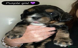 Cavapoo dogs for sale: Beautiful F1 cavapoos phantom 3 girls left 💜💖❤️ - Image 20