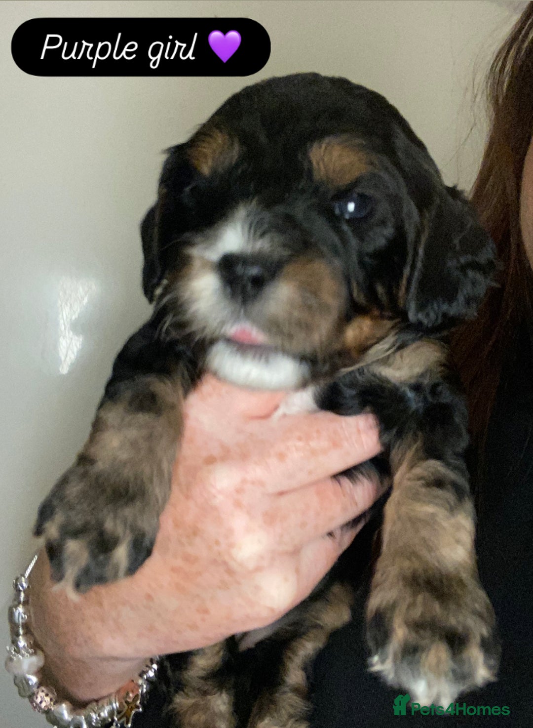 Cavapoo dogs for sale: Beautiful F1 cavapoos phantom 3 girls left 💜💖❤️ - Image 20