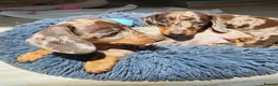 Miniature Dachshund dogs for sale: Adorable Miniature Dachshund Puppy - Chocolate  in London - Advert 5