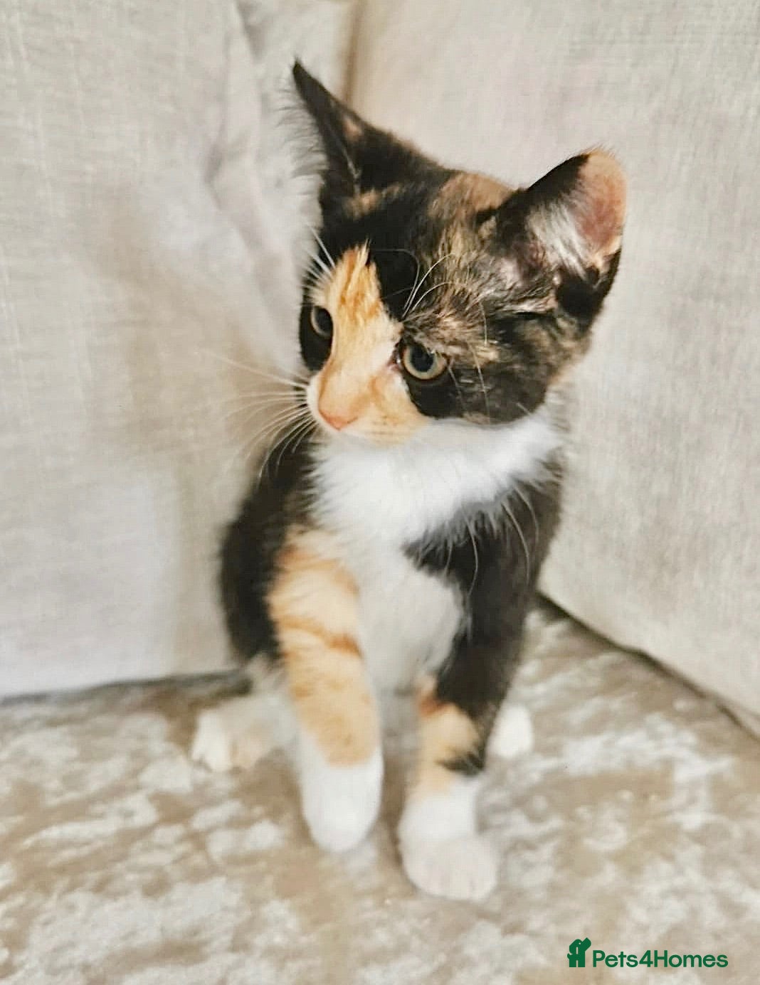 Mixed Breed cats REDUCED Ragdoll X Kittens - Advert 10
