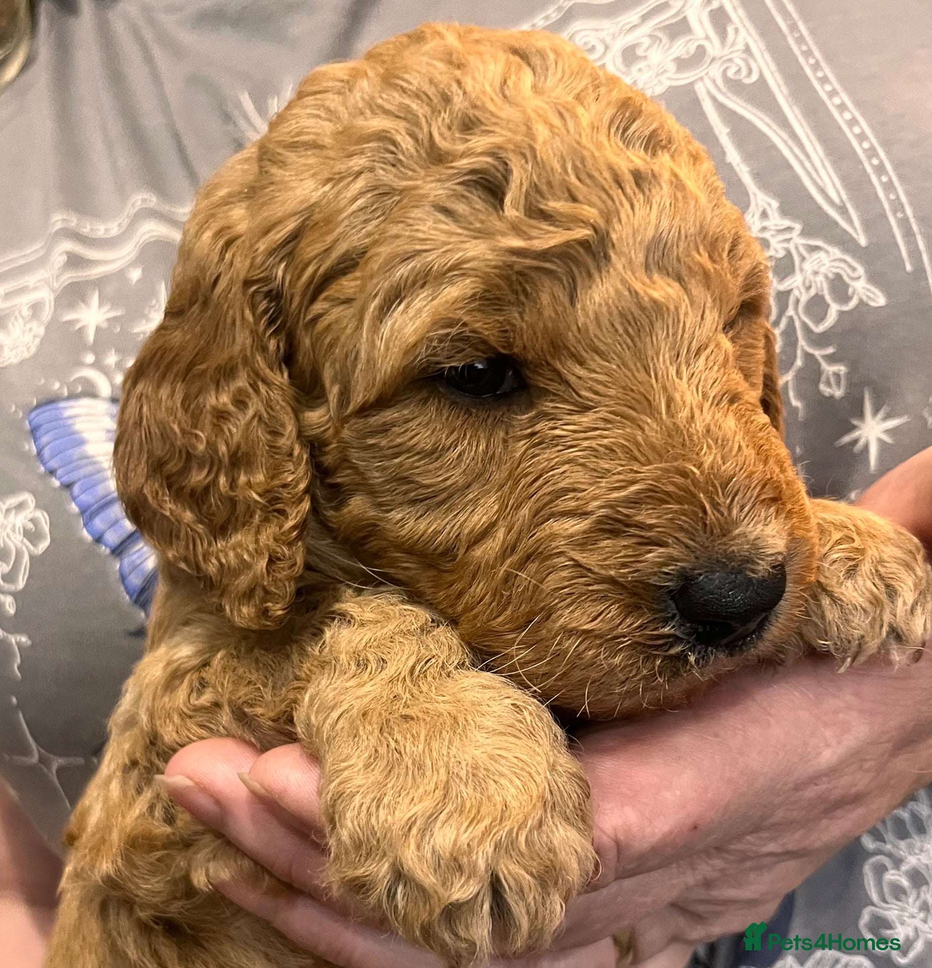 Goldendoodle dogs GoldenDoodle F1b  - Advert 1