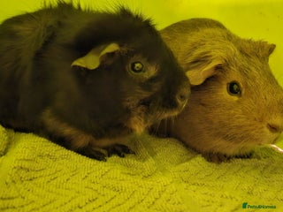 Guinea Pig rodents Free to a good home, 2x male Guinea Pigs - Advert 1