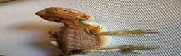 Bearded Dragon reptiles for sale: Stunning baby bearded dragons  - Advert 24