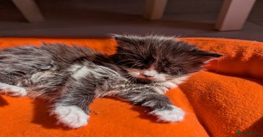 Mixed Breed cats - Advert 3
