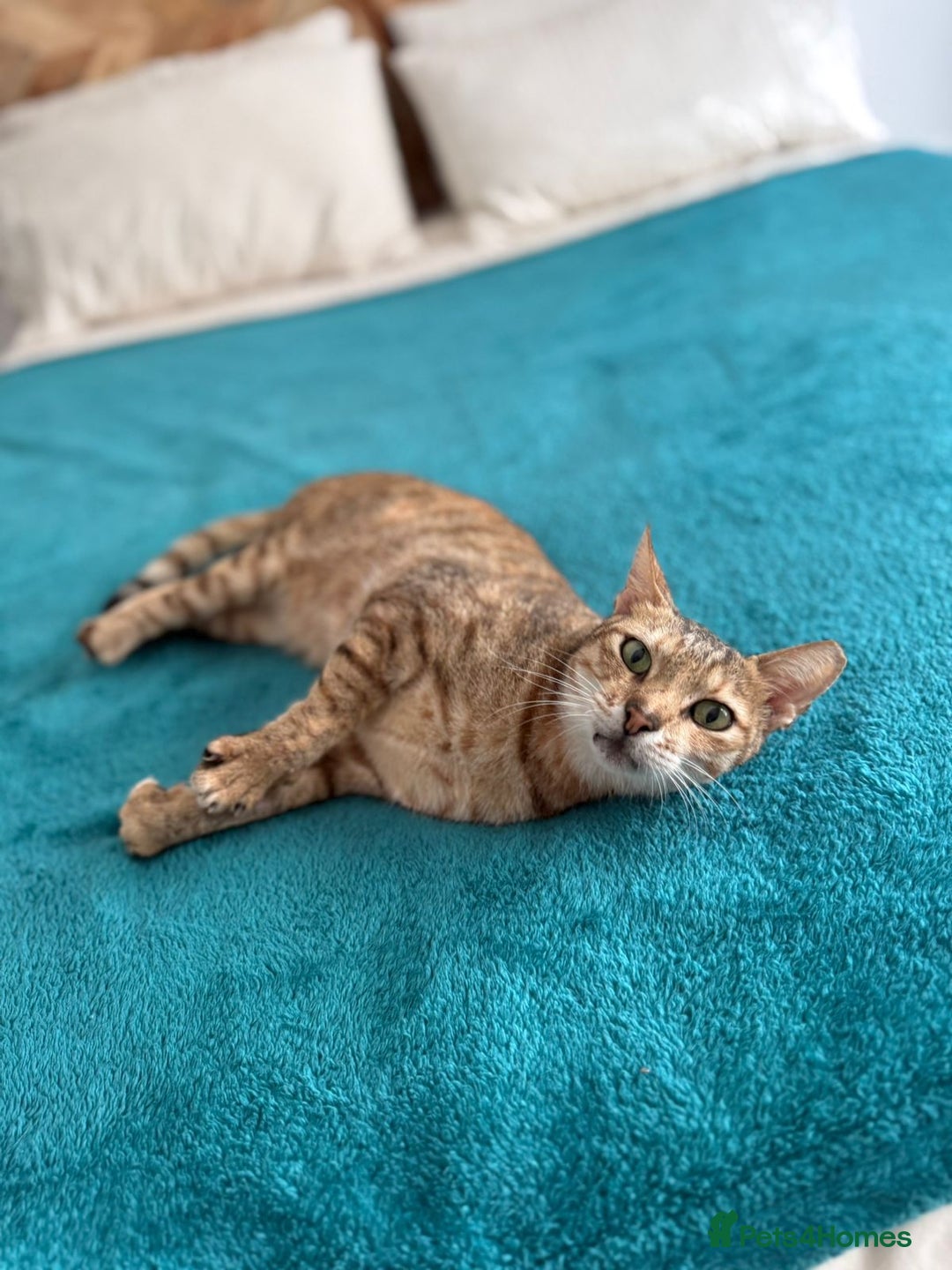 Mixed Breed cats for adoption: CARLA AMAZING RESILIENT FEET MISSING AFFECTIONATE  - Image 4