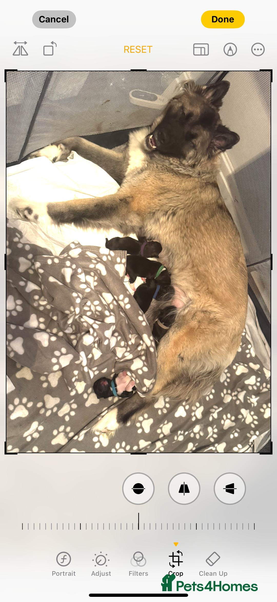 Akita dogs for sale: Akita puppies for sale  - Advert 2