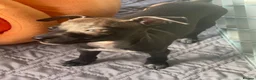 Italian Greyhound dogs for sale: 🐾✨Gorgeous KC Italian greyhound licensed breeder  - Advert 17