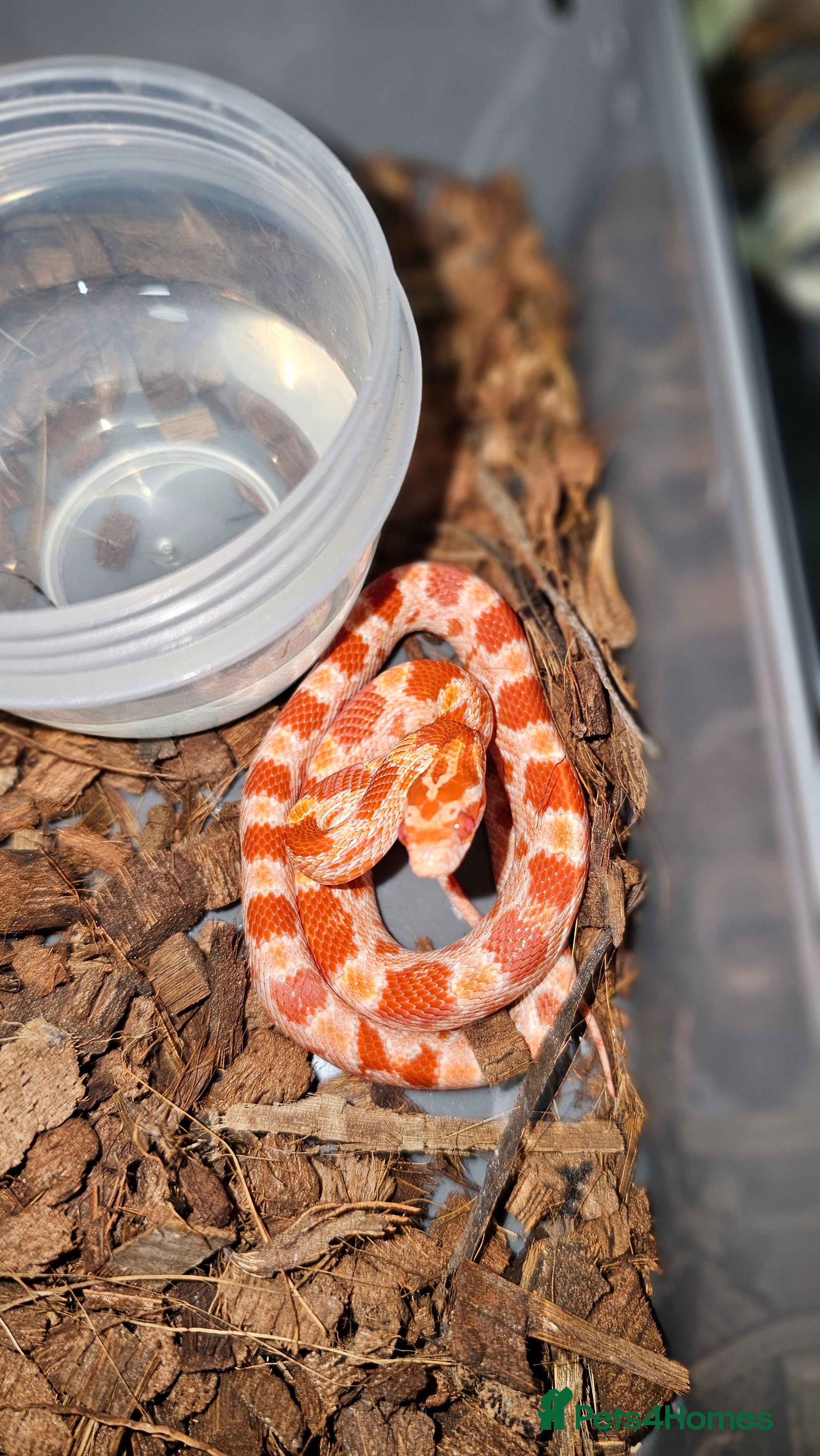 Corn Snake reptiles Healthy amelanistic baby cornsnakes  - Advert 1