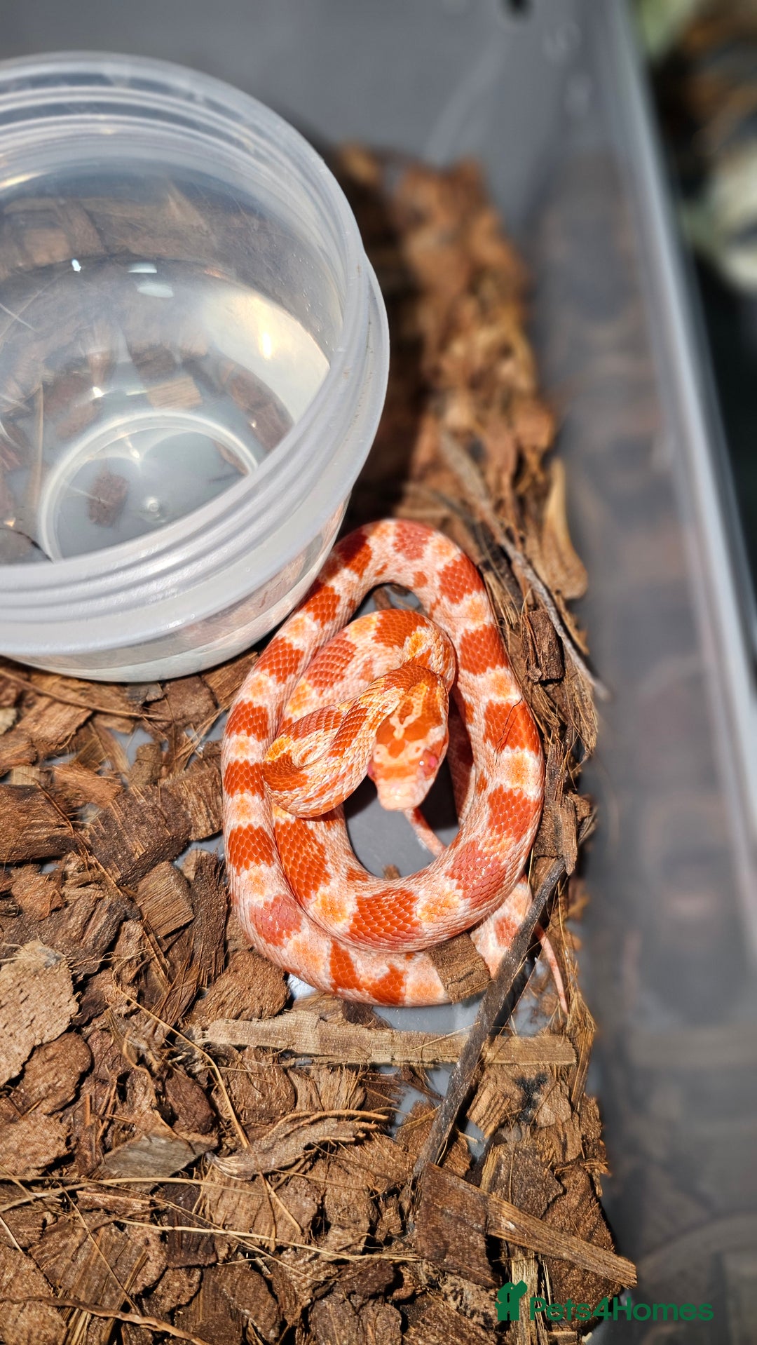 Corn Snake reptiles for sale: Healthy amelanistic baby cornsnakes  - Advert 1