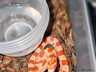 Corn Snake reptiles Healthy amelanistic baby cornsnakes - Advert 13