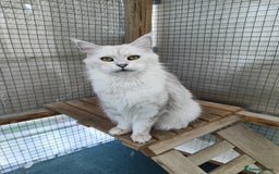 Maine Coon cats for sale: Beautiful NEUTERED girl XXL - Image 4