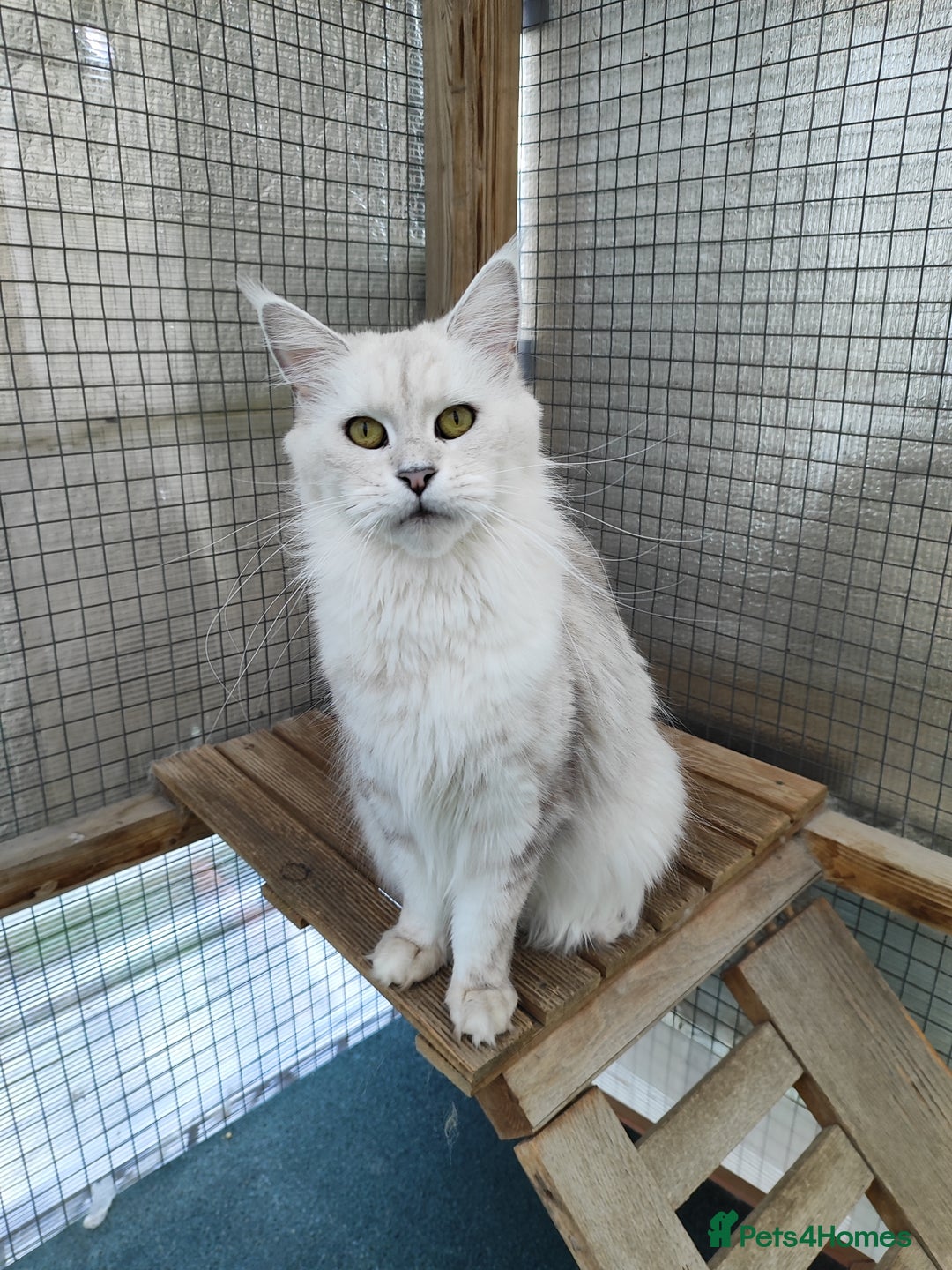 Maine Coon cats for sale: Beautiful NEUTERED girl XXL - Image 4