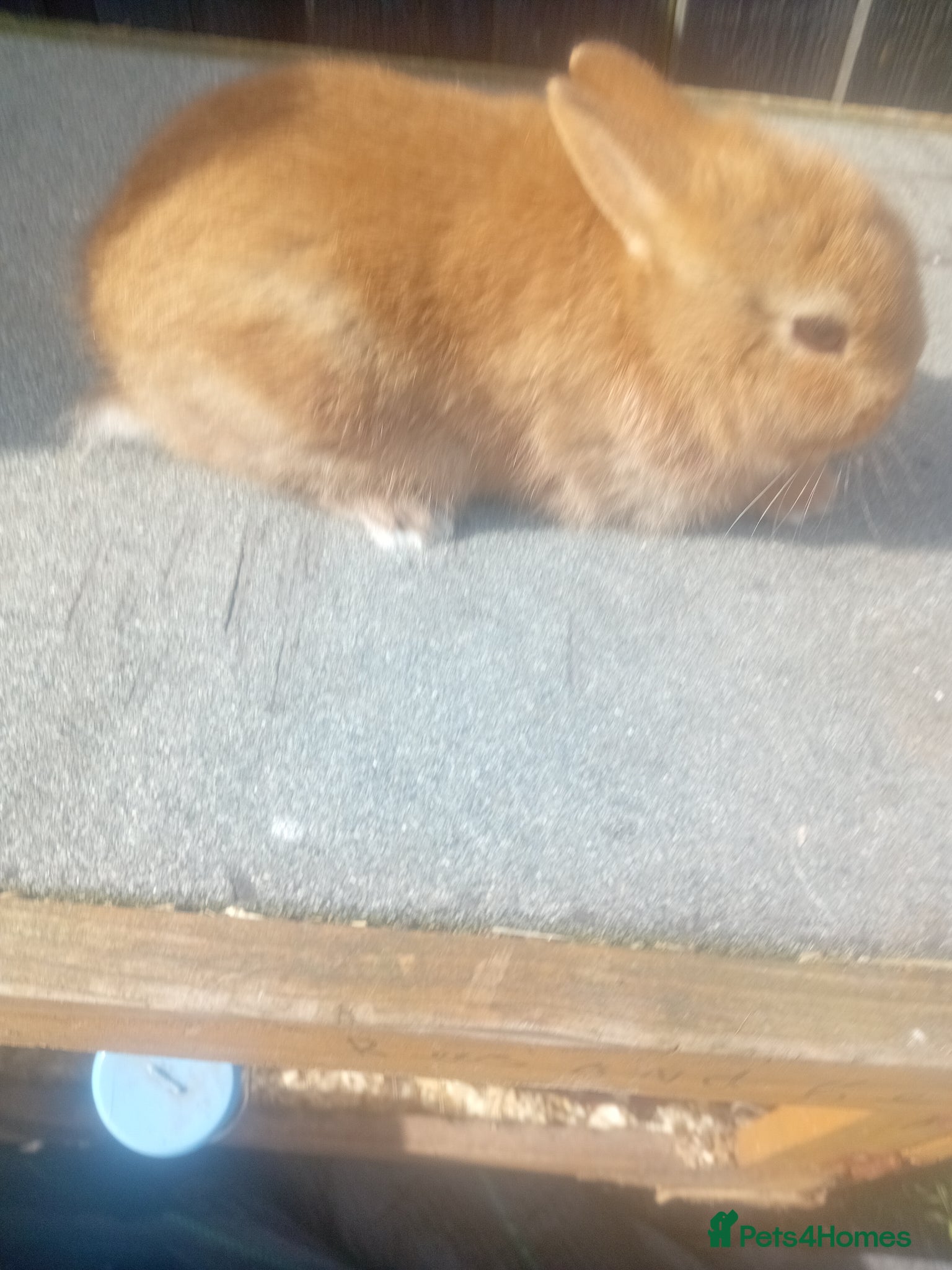 Netherland Dwarf rabbits Netherland dwarf baby  - Advert 2