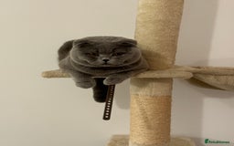 Scottish Fold cats for stud: Up for stud  - Advert 2