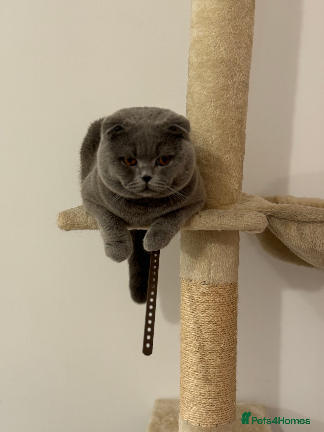Scottish Fold cats for stud: Up for stud  - Advert 2