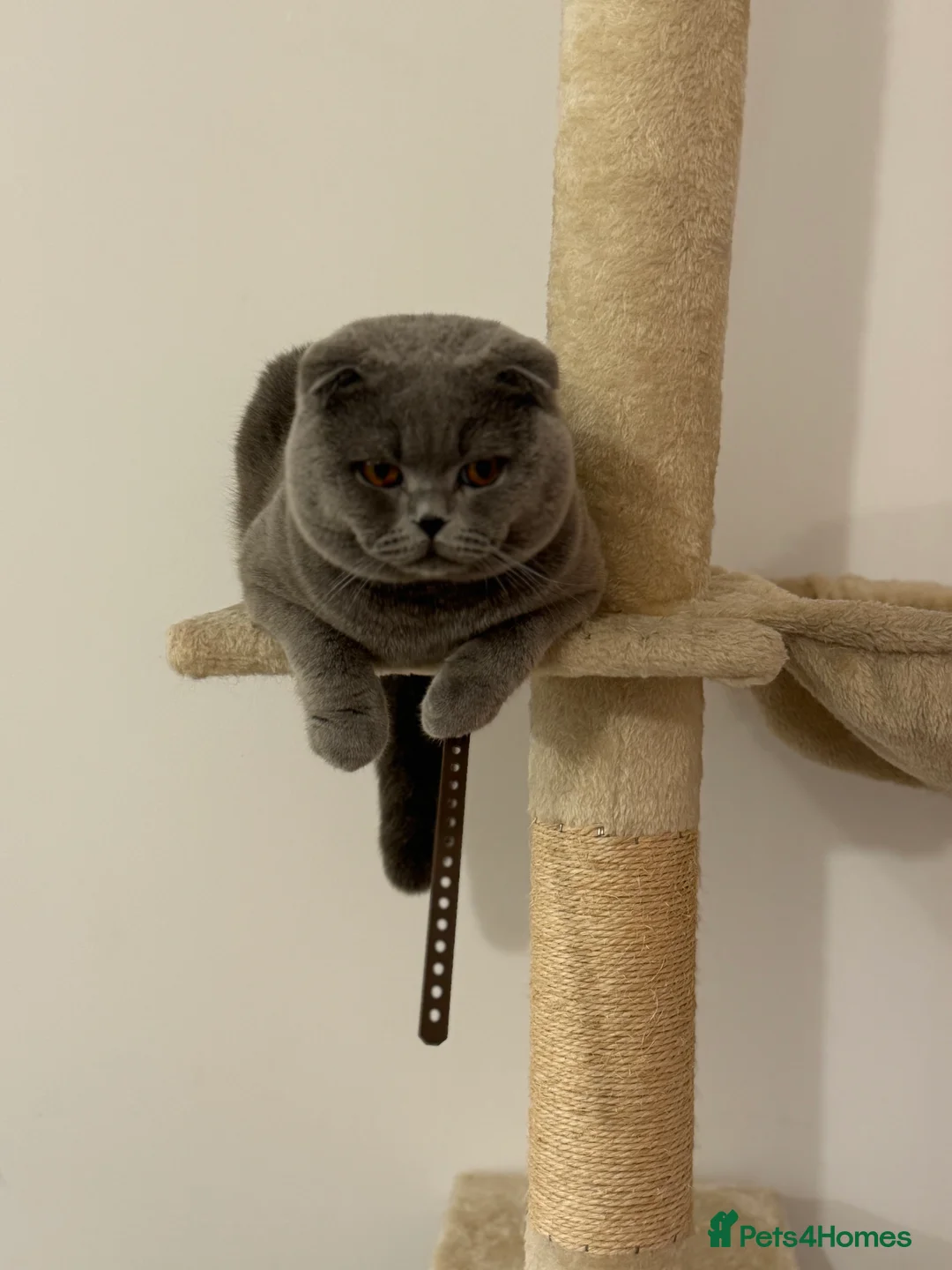Scottish Fold cats for stud: Up for stud  - Advert 2