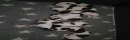 English Springer Spaniel dogs for sale: Working English Springer Spaniel Pups - Advert 6