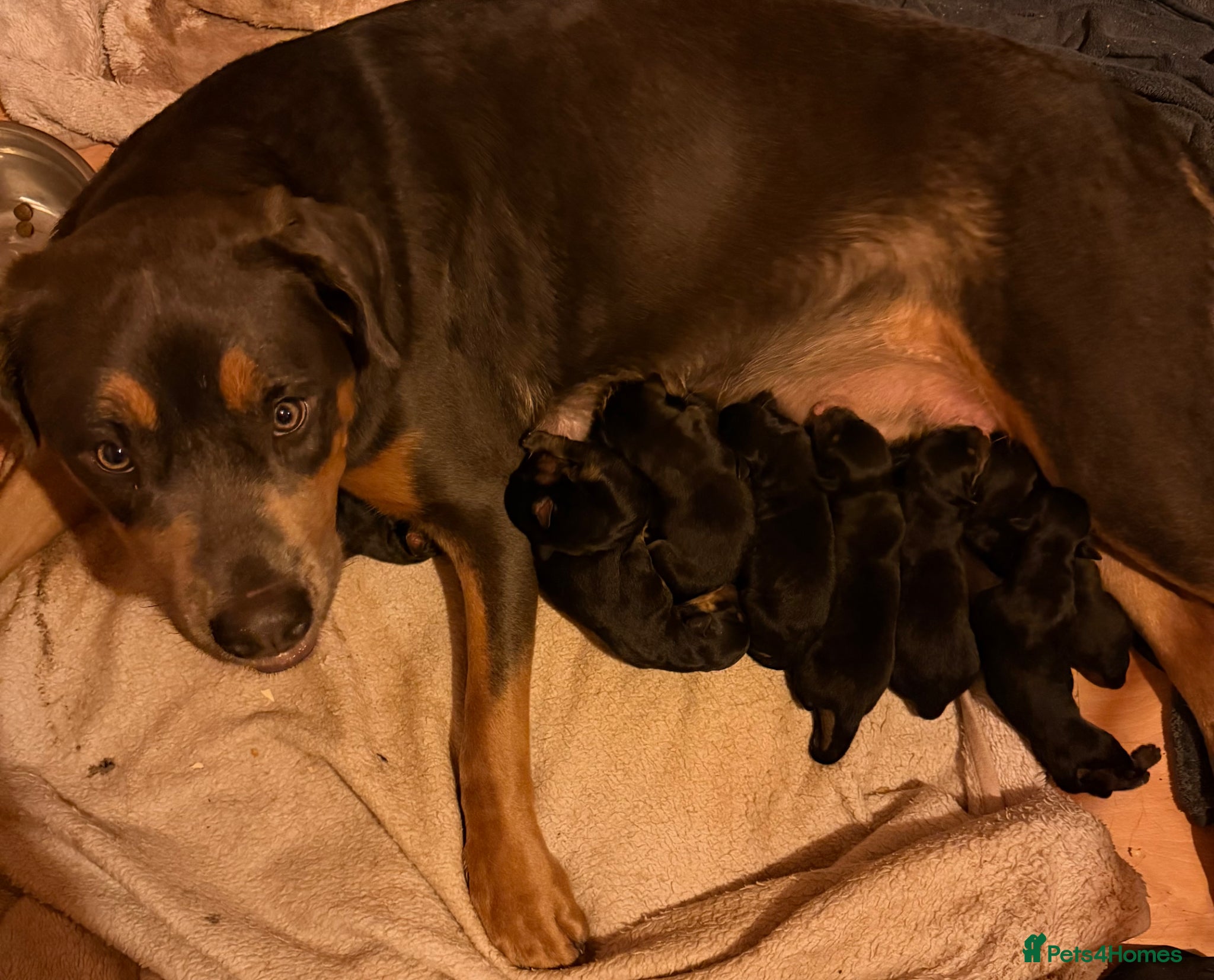 Rottweiler dogs Rare beautiful Rottweiler puppies  - Advert 2
