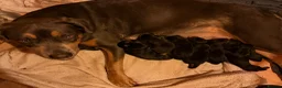 Rottweiler dogs for sale: Rare beautiful Rottweiler puppies  in ELY - Advert 1