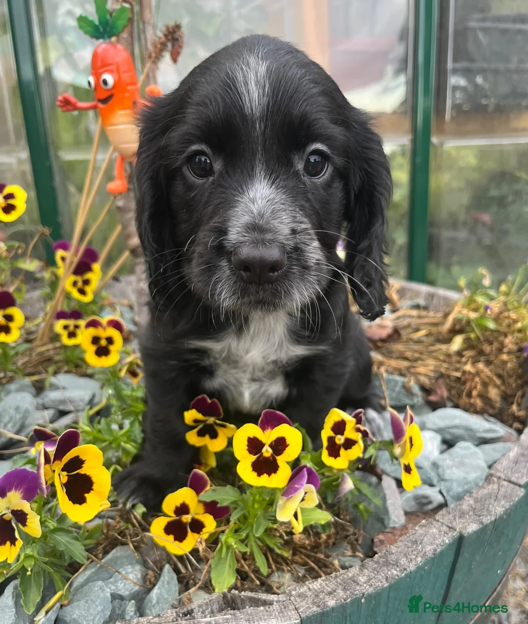 Cocker Spaniel dogs for sale: KC reg Working Cocker Spaniels - Advert 2