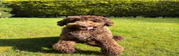 Newfypoo dogs for sale: Newfoundland Cross Poodle  - Advert 5
