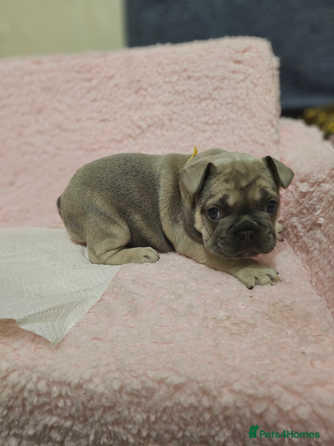 French Bulldog dogs for sale: French bulldog puppies - Advert 7