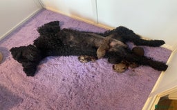 Cockapoo dogs for sale: F1bb Cockapoo puppies - Image 3