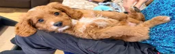 Cavapoo dogs for sale: Exceptional F1 Toy Cavapoos-Health Tested Parents - Advert 13