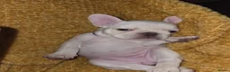 French Bulldog dogs for sale: French bulldog puppies - Advert 9