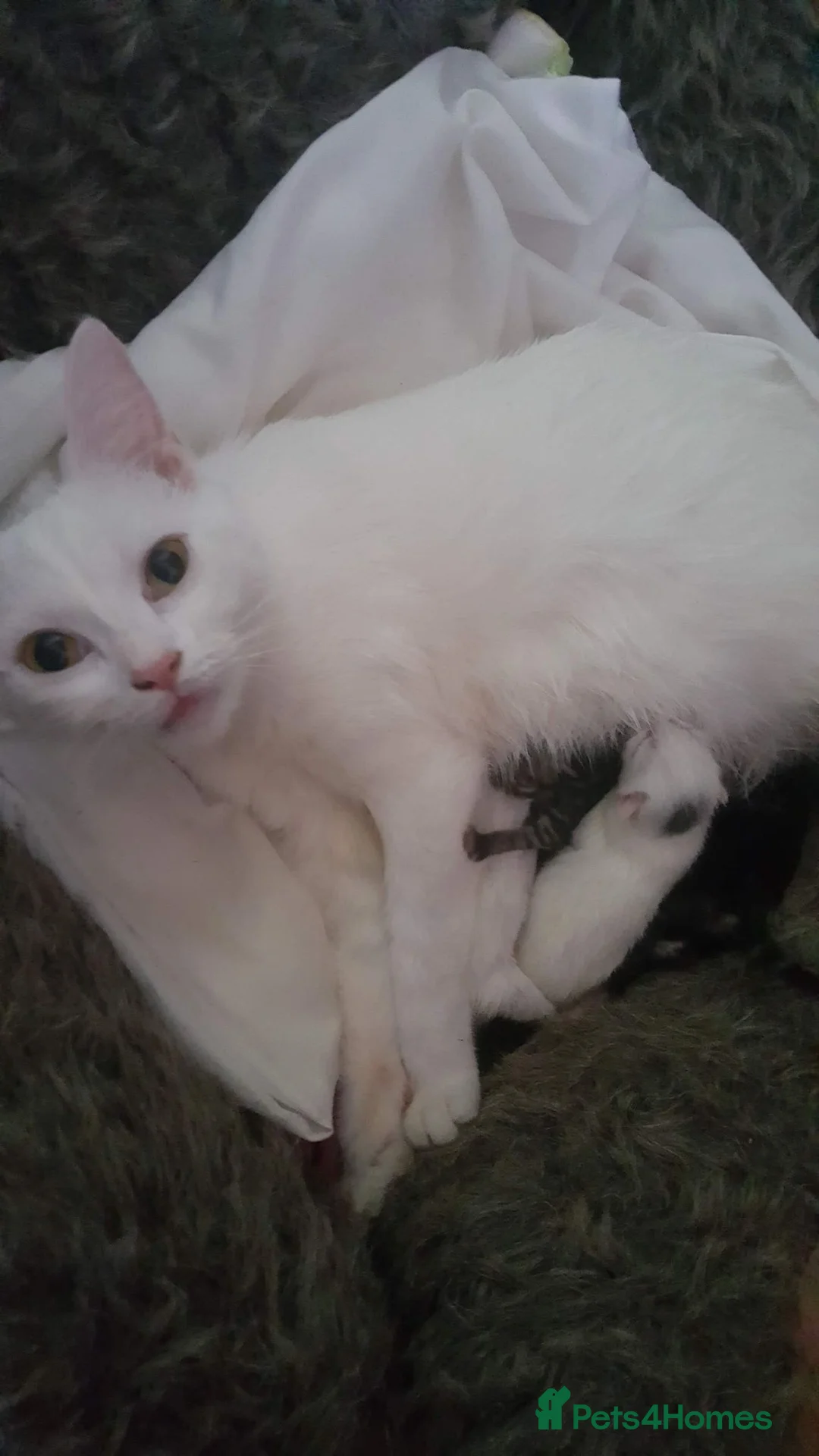 Mixed Breed cats for sale: Kittens - Advert 24